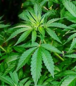 Croissance vegetal de cannabis